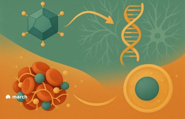 A New Horizon for Hemophilia B: Understanding the Journey of Gene Therapy.