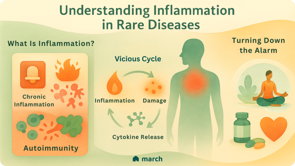 Educational infographic explaining inflammation in rare diseases. It includes visuals for chronic inflammation, autoimmunity, a cycle of cytokine release and tissue damage, and approaches to reduce inflammation such as medication, meditation, and lifestyle changes.